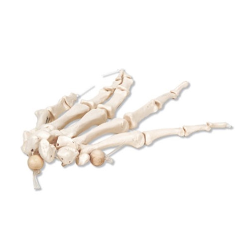 Elastyczny szkielet lewej dłoni
