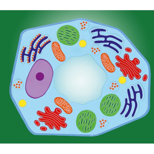 Komórka roślinna - model magnetyczny