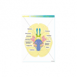1526 Funkcje nerwów mózgowych
