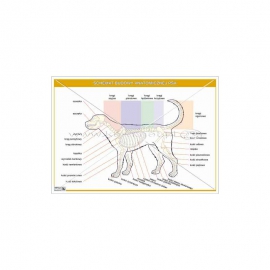 2441 Schemat budowy anatomicznej psa