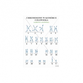 3025 Chromosomy w komórce człowieka