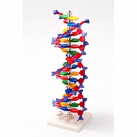 DNA - model EDUKO