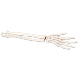 Elastyczny szkielet ręki z przedramieniem