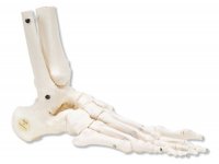 Elastyczny szkielet stopy z kostką