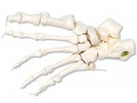 Elastyczny szkielet stopy