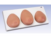 Model do badania piersi, zestaw 3 szt. na podstawce.