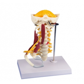 Model szyjnego odcinka kręgosłupa