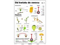 Od kwiatu do owocu cz. I