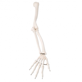 Pełny szkielet ręki