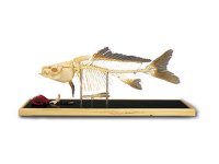 Szkielet ryby - Karp
