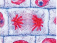 Szkolny zestaw A ( Biologia) 3B - zestaw preparatów