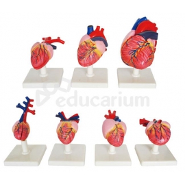 Ewolucja serca kręgowców - 7 modeli anatomicznych