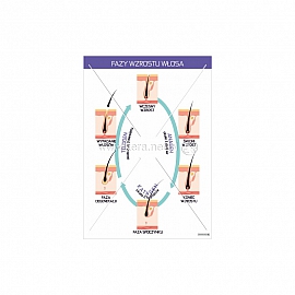 3575 Fazy wzrostu włosa