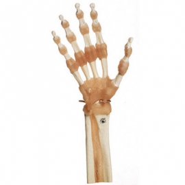 Funkcjonalny Model Stawów Ręki
