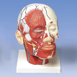 Głowa z układem mięśniowym i naczyniowym