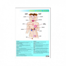 028 Gruczoły i hormony