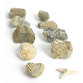 Miniokazy 10 - skamieniałości