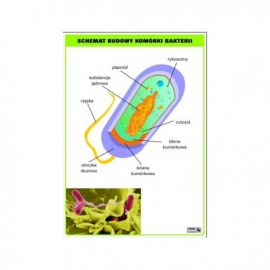 618 Schemat budowy komórki bakterii
