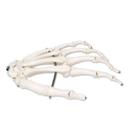 Szkielet dłoni