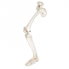 Szkielet nogi z kością miedniczną