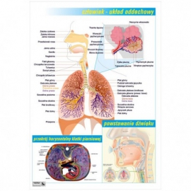 024 Układ oddechowy