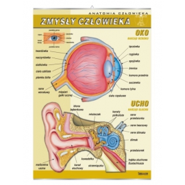 Zmysły człowieka: ucho, oko